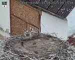 Capi_Dubne_20250801_091504.jpg
