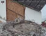 Capi_Dubne_20250801_092504.jpg
