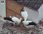 Capi_Dubne_20250801_093502.jpg