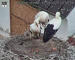 Capi_Dubne_20250801_100004.jpg