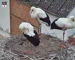 Capi_Dubne_20250801_102003.jpg