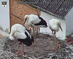 Capi_Dubne_20250801_104503.jpg