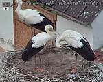 Capi_Dubne_20250801_105003.jpg
