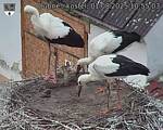 Capi_Dubne_20250801_105503.jpg