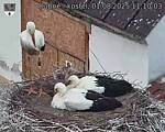 Capi_Dubne_20250801_111003.jpg