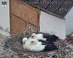 Capi_Dubne_20250801_112003.jpg