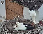 Capi_Dubne_20250801_113503.jpg