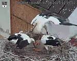 Capi_Dubne_20250801_120502.jpg