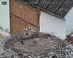 Capi_Dubne_20250801_122503.jpg
