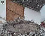 Capi_Dubne_20250801_123002.jpg