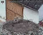 Capi_Dubne_20250801_130502.jpg