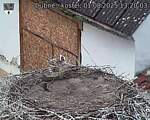 Capi_Dubne_20250801_132003.jpg
