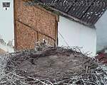 Capi_Dubne_20250801_133003.jpg