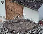 Capi_Dubne_20250801_133502.jpg