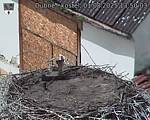 Capi_Dubne_20250801_135003.jpg
