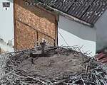 Capi_Dubne_20250801_140004.jpg