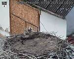 Capi_Dubne_20250801_141003.jpg