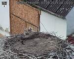 Capi_Dubne_20250801_141503.jpg