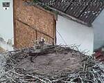 Capi_Dubne_20250801_142003.jpg