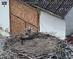 Capi_Dubne_20250801_143002.jpg