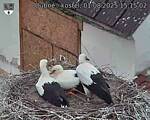 Capi_Dubne_20250801_151502.jpg