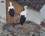 Capi_Dubne_20250801_152502.jpg