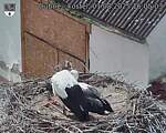 Capi_Dubne_20250801_160503.jpg