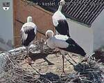 Capi_Dubne_20250801_170503.jpg