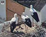 Capi_Dubne_20250801_171502.jpg