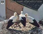 Capi_Dubne_20250801_175502.jpg