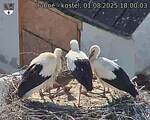 Capi_Dubne_20250801_180003.jpg
