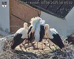 Capi_Dubne_20250801_180502.jpg