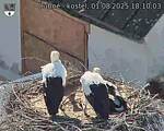 Capi_Dubne_20250801_181003.jpg