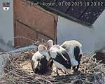 Capi_Dubne_20250801_182002.jpg