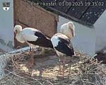 Capi_Dubne_20250801_193503.jpg
