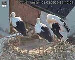 Capi_Dubne_20250801_194002.jpg