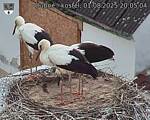 Capi_Dubne_20250801_200504.jpg