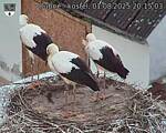 Capi_Dubne_20250801_201503.jpg
