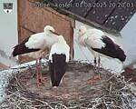 Capi_Dubne_20250801_202003.jpg
