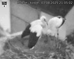 Capi_Dubne_20250801_210502.jpg