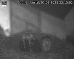 Capi_Dubne_20250801_221502.jpg