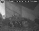 Capi_Dubne_20250801_225003.jpg