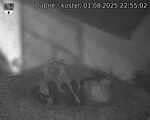 Capi_Dubne_20250801_225502.jpg