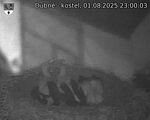 Capi_Dubne_20250801_230003.jpg