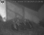 Capi_Dubne_20250801_232002.jpg