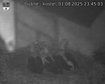 Capi_Dubne_20250801_234503.jpg
