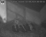 Capi_Dubne_20250802_000003.jpg