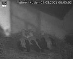 Capi_Dubne_20250802_000503.jpg