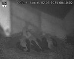 Capi_Dubne_20250802_001002.jpg