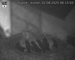 Capi_Dubne_20250802_001503.jpg